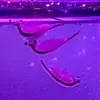 Sea Monkey Steve(n) - @seamonkeysteve - TikTok