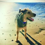 Steve Sharrock - @sharrock_steve - Instagram