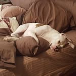 Steve Shaver - @boxerguy59 - Instagram