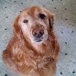 Steve Sheffield - @steve_sheffield - Instagram