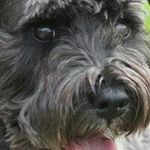 Steve Sherrill - @sherrst - Instagram