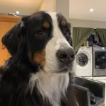 Steve Shields - @stevenshields43 - Instagram