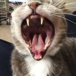 Steve Smythe - @ssmythe129 - Instagram
