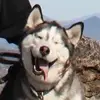 stevesterling295 - @stevesterling295 - TikTok