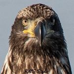 Steve Streeter - @dadsiphone - Instagram