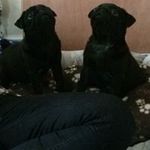 Steve Stringer - @stringer5383 - Instagram