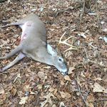 steven suggs - @stevencamodude - Instagram