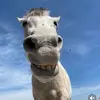 suggs esteves - @suggs.esteves - TikTok