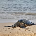 Steve Tennison - @vaders_sidekick - Instagram