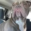 Steve Thomas1 - @steve.thomas157 - TikTok