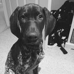 Steve Thomas - @stevethomas4068 - Instagram