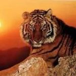 Steve Tiger - @tiger7363 - Instagram