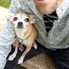 Steve Tipton376 - @melodytiptonmusiciansdog - TikTok