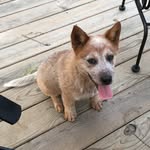 Steve Tipton - @tipton2682 - Instagram