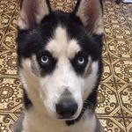Steve Tomlinson - @stevetomlinson67 - Instagram