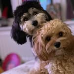 Steve N Rose Toolan - @steve_toolan - Instagram