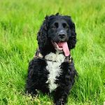 Steve Trapp - @alfie_da_spaniel - Instagram