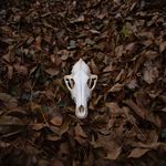 stevie twining - @stevieleighphotography - Instagram