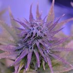 Steve Van Hoose - @stevev5150 - Instagram