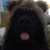 veselysteve - @veselysteve - TikTok