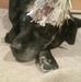 Steve Walton - Facebook