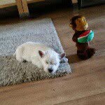 Steve 12 Spiel gern Fußball - @steve_weil_bro - Instagram