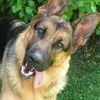 Steve Wellman - @steve.wellman - TikTok