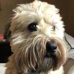 Steve Wellman - @stevewellman32 - Instagram