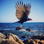 Steve Wentz - @swentz708 - Instagram