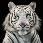 Steve Wilhelm - @steve42a - Instagram