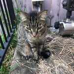 Steve Wilton - @steve___the___cat - Instagram