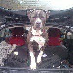 Steve Witte - @amstaff_bull88 - Instagram