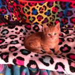 Steven Addison - @steven.addison.524 - Instagram