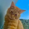 Lιɴĸα - @stevenan_ - TikTok