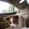 Antoneta Stevens - @antoneta.stevens - TikTok