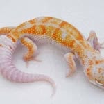 Stephen Astle - @geckomania_geckos - Instagram