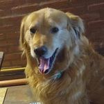Jake Pomelo Steven Gordo Basso - @gordo_el_perro_ - Instagram