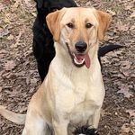 Steven Batson - @yellowlabrador2021 - Instagram