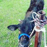 Steven Baxley - @rebleman5564 - Instagram