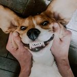 🐶 sᴛᴇᴠɪᴇ - @steven.beagle - Instagram