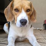 Steven - @beagle_steven - Instagram