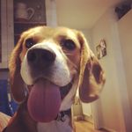 Steven The Beagle - @steventhebeagle - Instagram