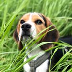 Steven the Beagle - @steven.the.beagle - Instagram