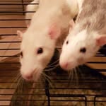 steventech - @stevenbeltman - Instagram