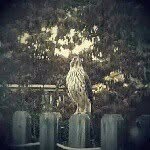 Steve Benge - @bengesteve - Instagram