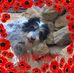 Steve Berndt - Facebook