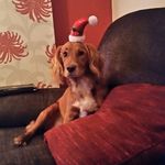 Steven Boden - @bodstev - Instagram