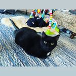 steven bodnar - @thebodman007 - Instagram