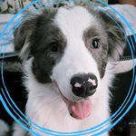 Steven 🐶 - @steven_oborder - Instagram
