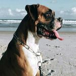 Steven - Boxer - @steven_booxer - Instagram